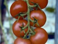Огурцы и помидоры – круглый год